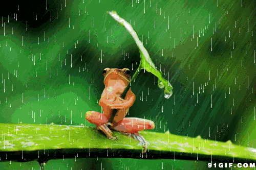 青蛙gif荷叶gif伞gif遮雨gif动画gif
