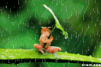 青蛙 荷叶 伞 遮雨 动画