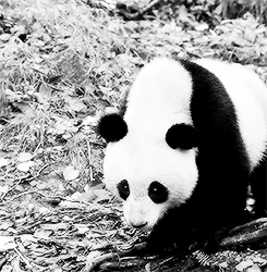 大熊猫 黑白 可爱