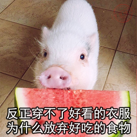 小猪猪 穿不了衣服 为什么放弃 好吃的食物 斗图 搞笑 呆萌