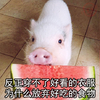 小猪猪 穿不了衣服 为什么放弃 好吃的食物 斗图 搞笑 呆萌