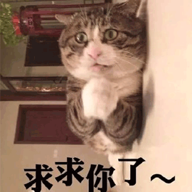 求求 猫 抱拳