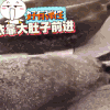 萌宠 动物 有弹性 依靠大肚子前进