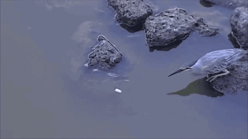 小鸟 跳跃 捕食 石头