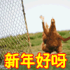 母鸡 新年好呀 可爱 祝福 斗图 搞笑