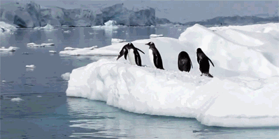 企鹅 可爱 出水 biubiu 发射