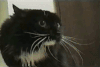 猫咪 可爱 萌宠 喵星人 猫