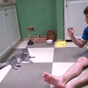 猫咪 玩耍 乒乓球 玩的很和谐