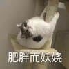 萌宠 猫星人 肥胖而妖娆 无奈 呆萌 可爱
