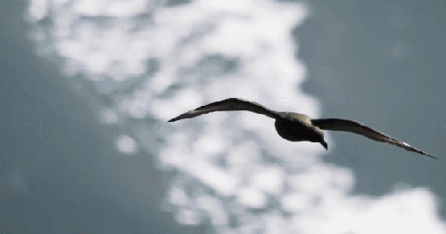优美 地球脉动 滑翔 矫健 纪录片 鸟