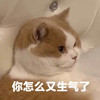 萌宠 猫星人怎么又生气了 无奈 呆萌 可爱