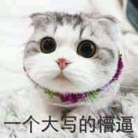 猫猫 可爱 萌萌哒 一个大写的懵逼