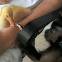 猴子 自然 鸭子