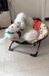 狗狗 亲密 搞笑 可爱