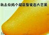 我去你妈个超巨型变态大芒果 金馆长 骂人 搞笑 斗图