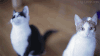 小猫 眨眼 可爱 歪头
