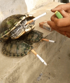 动物 乌龟 抽烟 点火