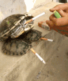 动物 乌龟 抽烟 点火