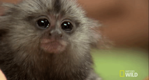 猴子  萌 可爱 大眼