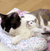 喵星人 猫 宠物 可爱 萌