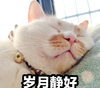 萌宠 喵星人 岁月静好 舒坦 懒洋洋 呆萌