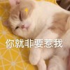 萌宠 猫星人 你就非要惹我 生气 呆萌 可爱