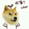 狗狗 搞笑 萌萌的 你算个what