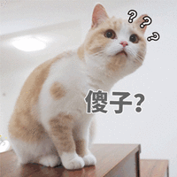 傻子 蒙圈 猫 可爱 呆萌