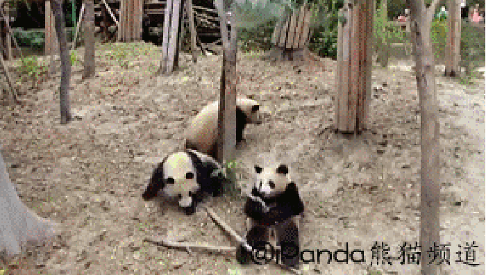 可爱 熊猫 偷情 搞怪