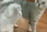 喵星人 镜子 懵逼 蒙圈 猫 动物 呆