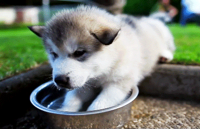 萌宠 小奶狗 喝水 可爱
