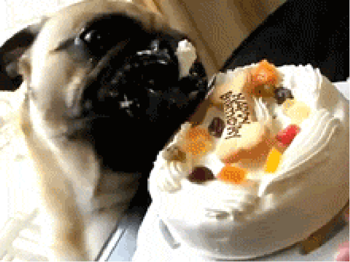 蛋糕 小狗 可爱 吃东西