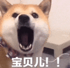 萌宠 汪星人 宝贝儿 亲爱的 呆萌 可爱