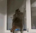 猥琐 猫咪 动物 窗台