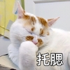 萌宠 喵星人 托腮 思考 搞怪 逗