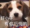 萌宠 汪星人 好小子 有你后悔的 搞怪 逗