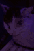 狗 搞笑 键盘 猫咪
