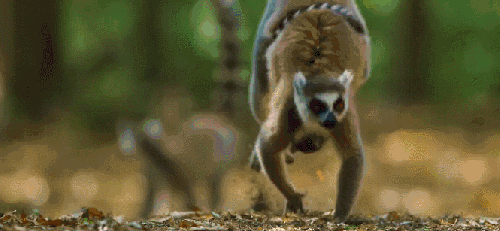地球脉动 奔跑 敏捷 狐猴 纪录片