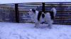 边牧 汪星人 萌 雪 Border Collie