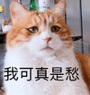 萌宠 喵星人 我可是真愁 难受 搞怪 逗