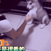 萌宠 动物 卖萌 可爱 狗