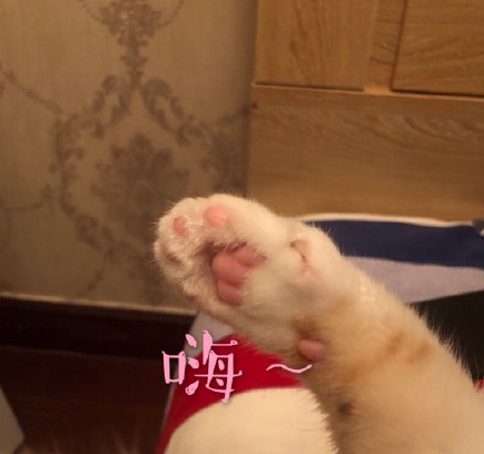 搞笑 魔性 沙雕 大杂烩 文字表情包