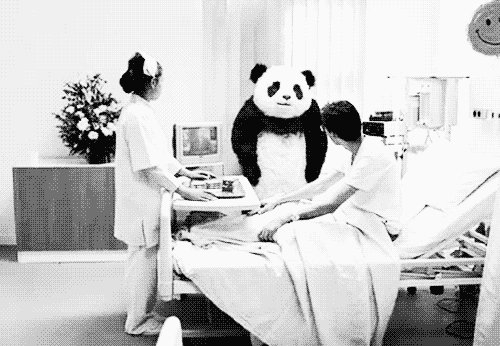熊猫 护士 医院 动物