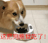 汪星人 狗 这把狗粮我吃了