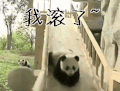 我滚了 大熊猫 滑滑梯