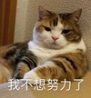 萌宠 猫星人 我不想努力了 难受 搞怪 逗
