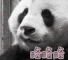 略略略 熊猫