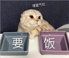 萌宠 猫星人 要饭 理直气壮 呆萌 可爱