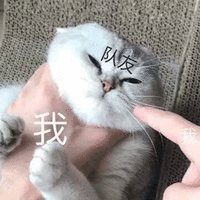 我 队友 坑 猫 搞怪 可爱