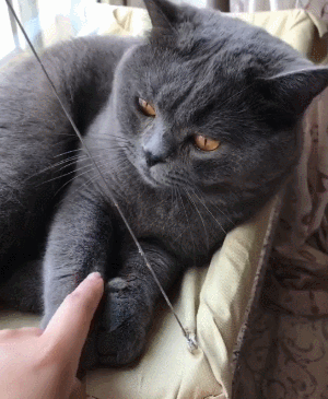 猫咪 手指 玩耍 躺着